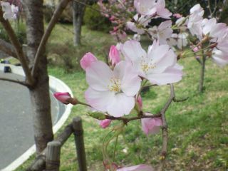 桜 (1).jpg